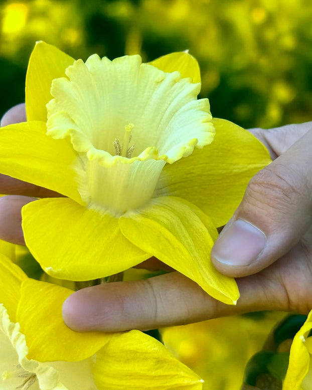 Narcissus 'Green Garden'