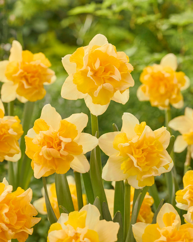 Narcissus 'Growers Beauty'