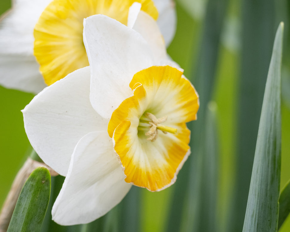 Narcissus 'Happy Smiles'