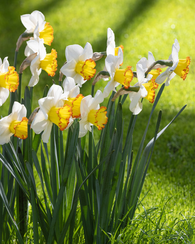 Narcissus 'Hawaiian Skies'