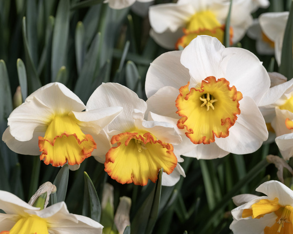 Narcissus 'Hawaiian Skies'
