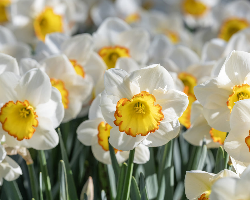 Narcissus 'Hawaiian Skies'
