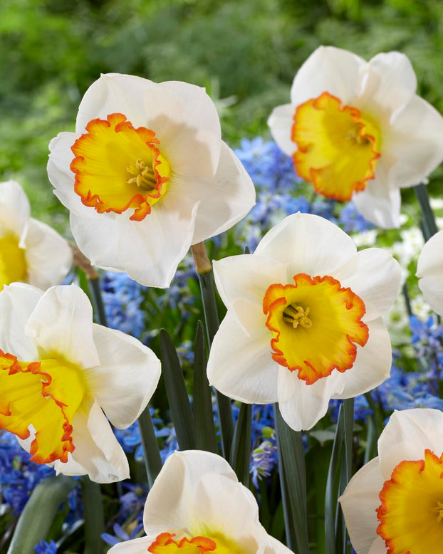Narcissus 'Hawaiian Skies'