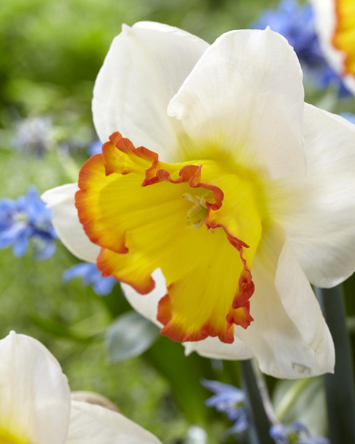 Narcissus 'Hawaiian Skies'