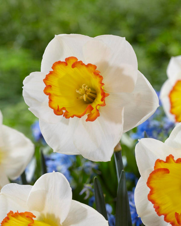 Narcissus 'Hawaiian Skies'