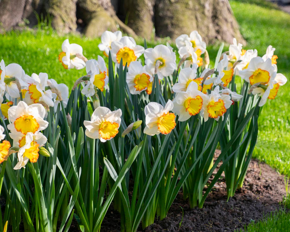 Narcissus 'Hawaiian Skies'