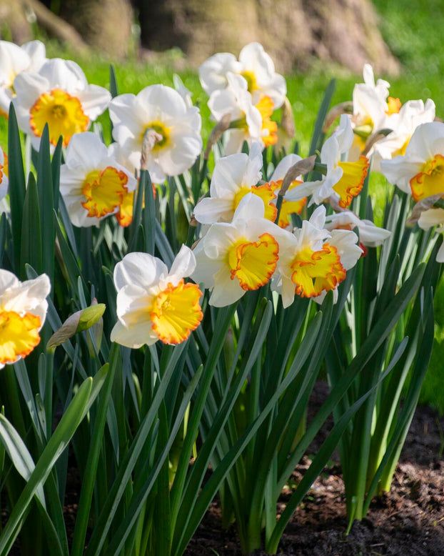 Narcissus 'Hawaiian Skies'