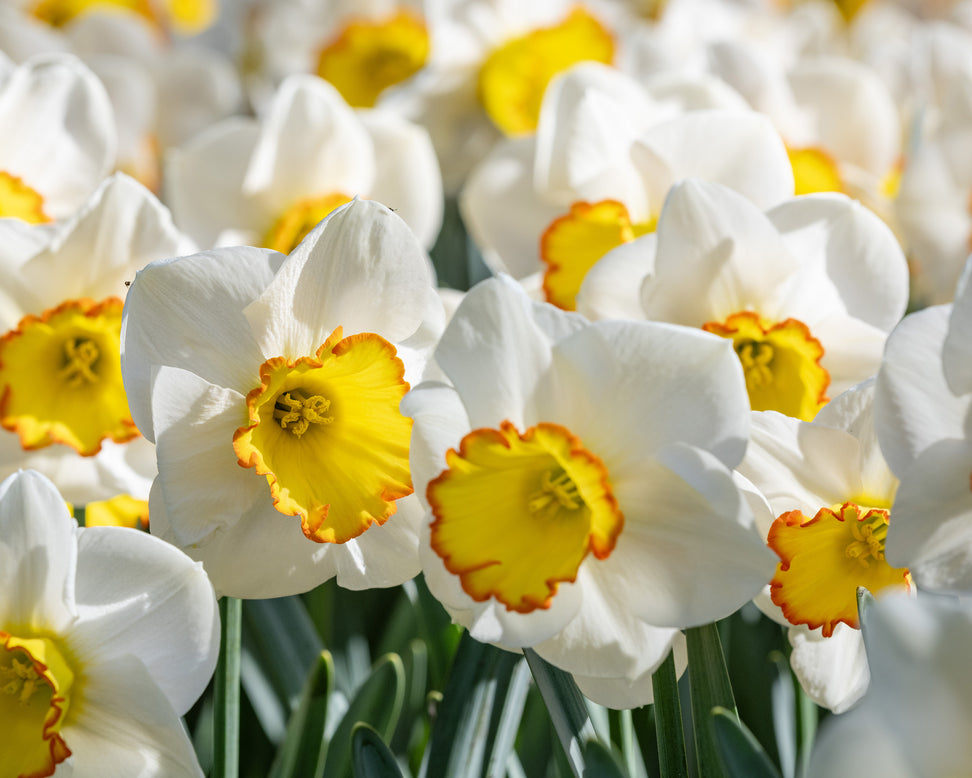 Narcissus 'Hawaiian Skies'