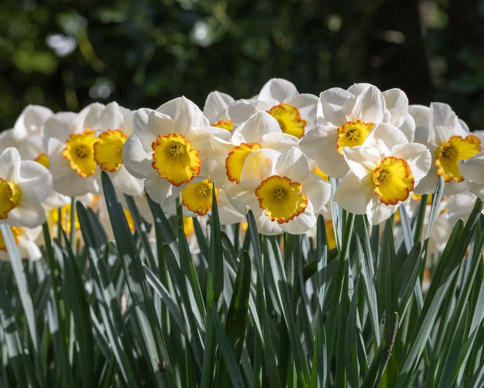 Narcissus 'Hawaiian Skies'
