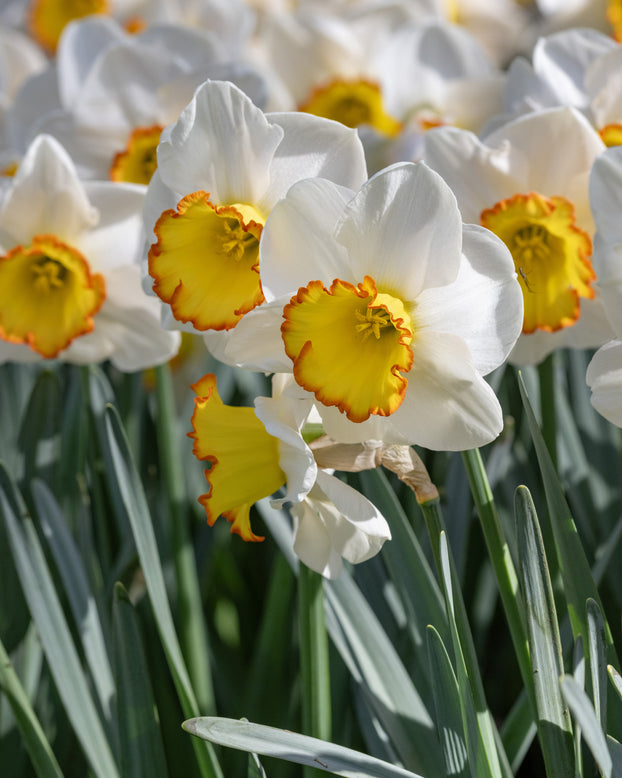 Narcissus 'Hawaiian Skies'