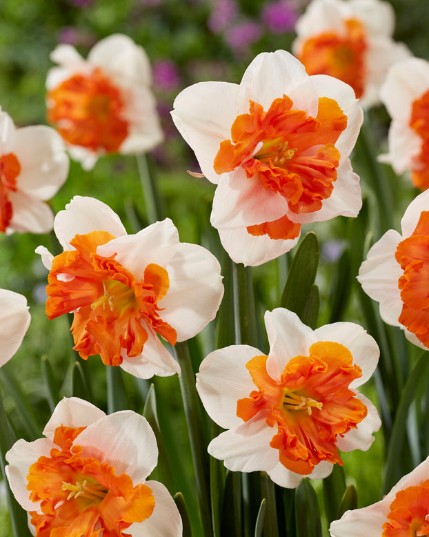 Narcissus 'Heartbeat'