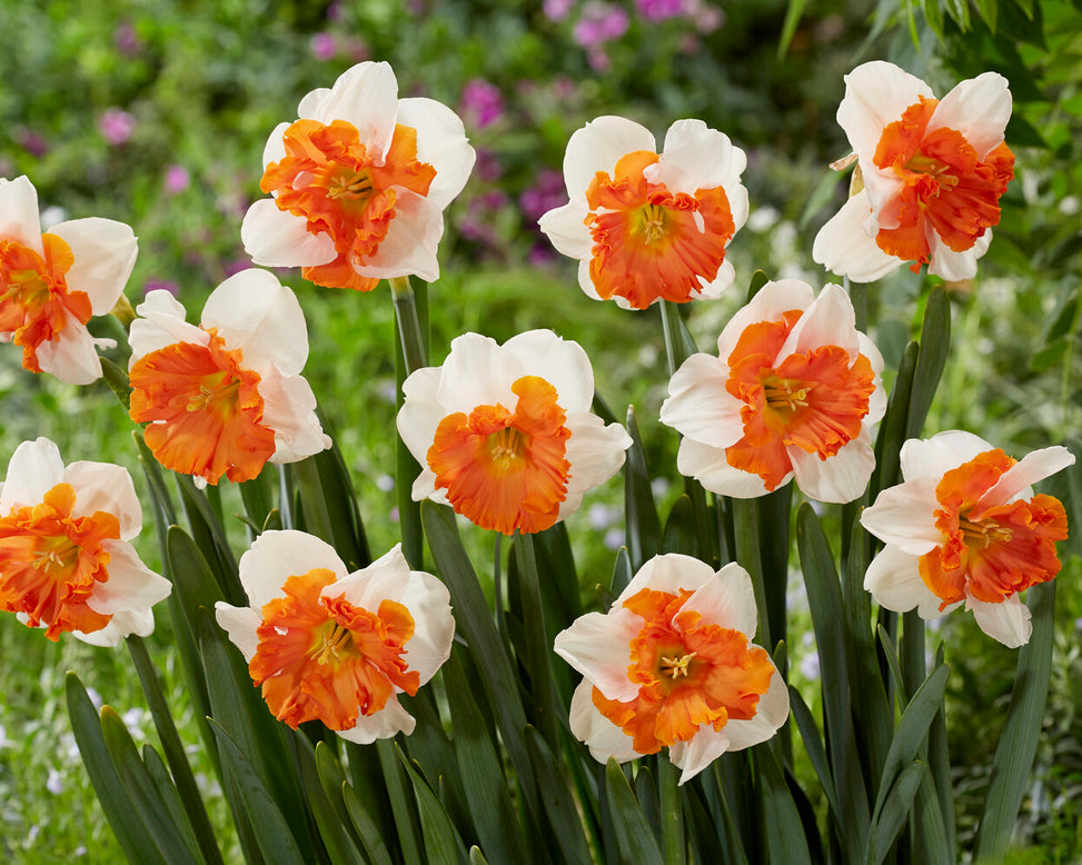 Narcissus 'Heartbeat'