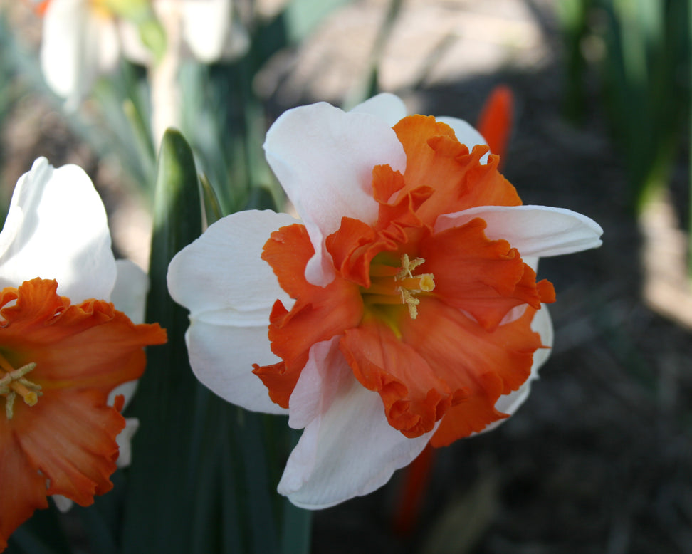 Narcissus 'Heartbeat'