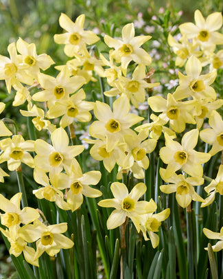 Narcissus 'Hunter Dawn'