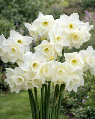 Narcissus 'Hunter Morn'