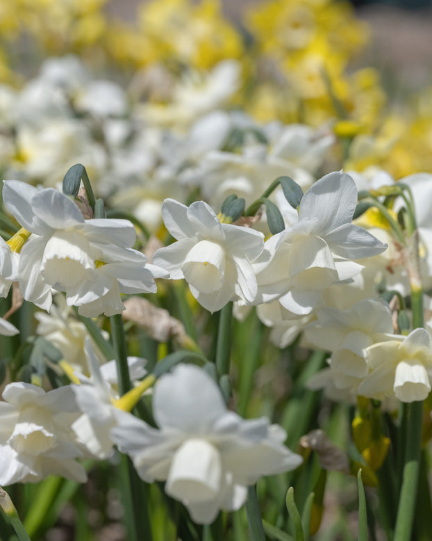 Narcissus 'Hunter Morn'