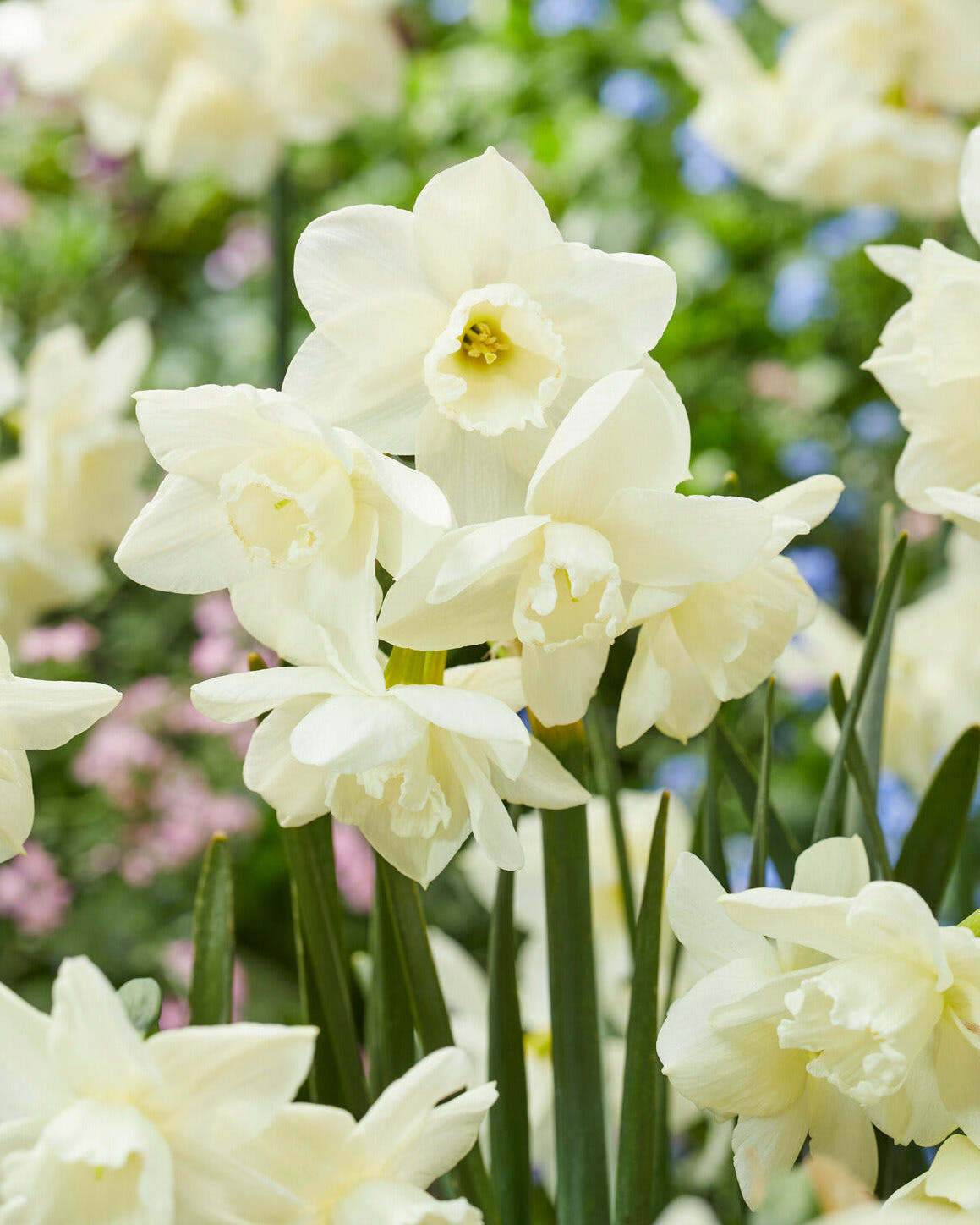 Narcissus 'Hunter Morn'