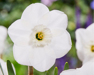Narcissus 'Impreza'