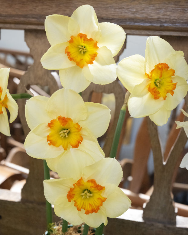 Narcissus 'Infinite Joy'