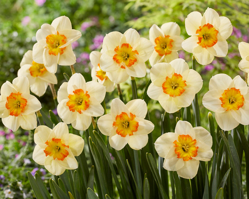 Narcissus 'Infinite Joy'