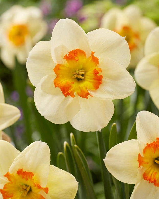 Narcissus 'Infinite Joy'