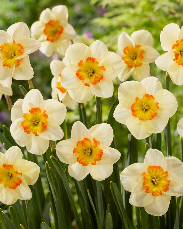 Narcissus 'Infinite Joy'