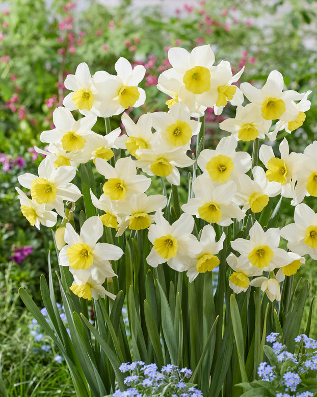 Narcissus 'Jumelée'