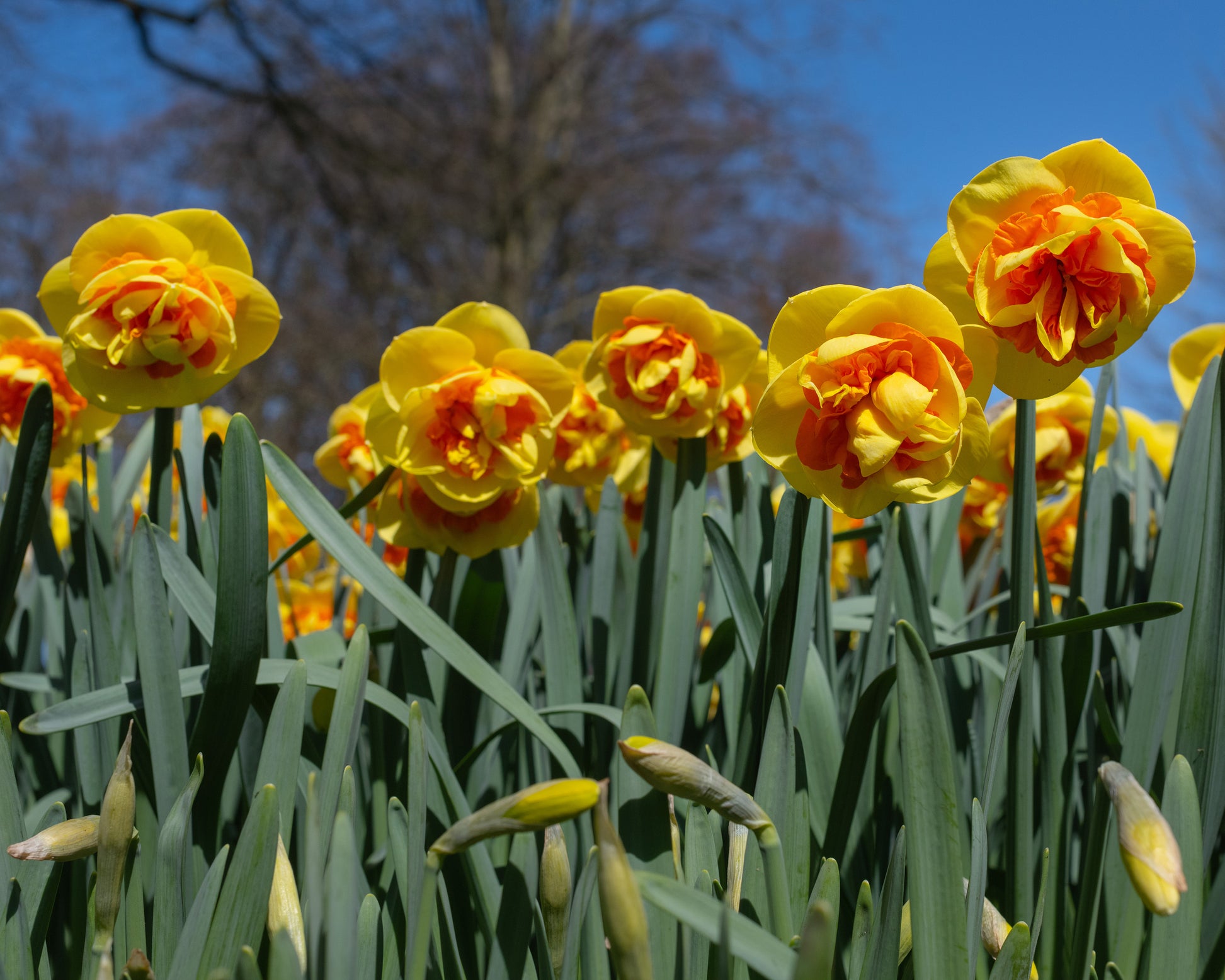 Narcissus 'Kiwi Sunset' bulbs — Buy online at Farmer Gracy UK