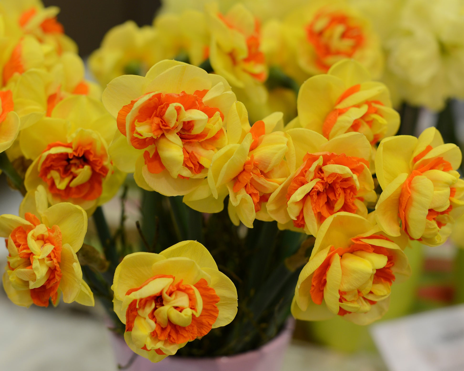 Narcissus 'Kiwi Sunset' bulbs — Buy online at Farmer Gracy UK