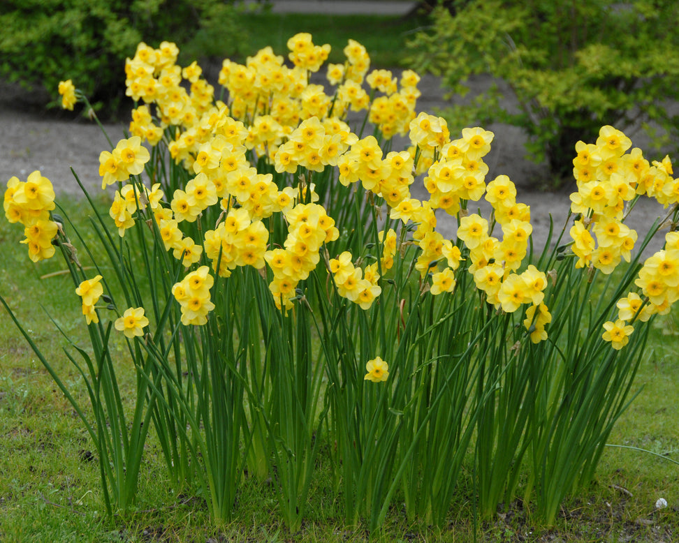 Narcissus 'Kokopelli'