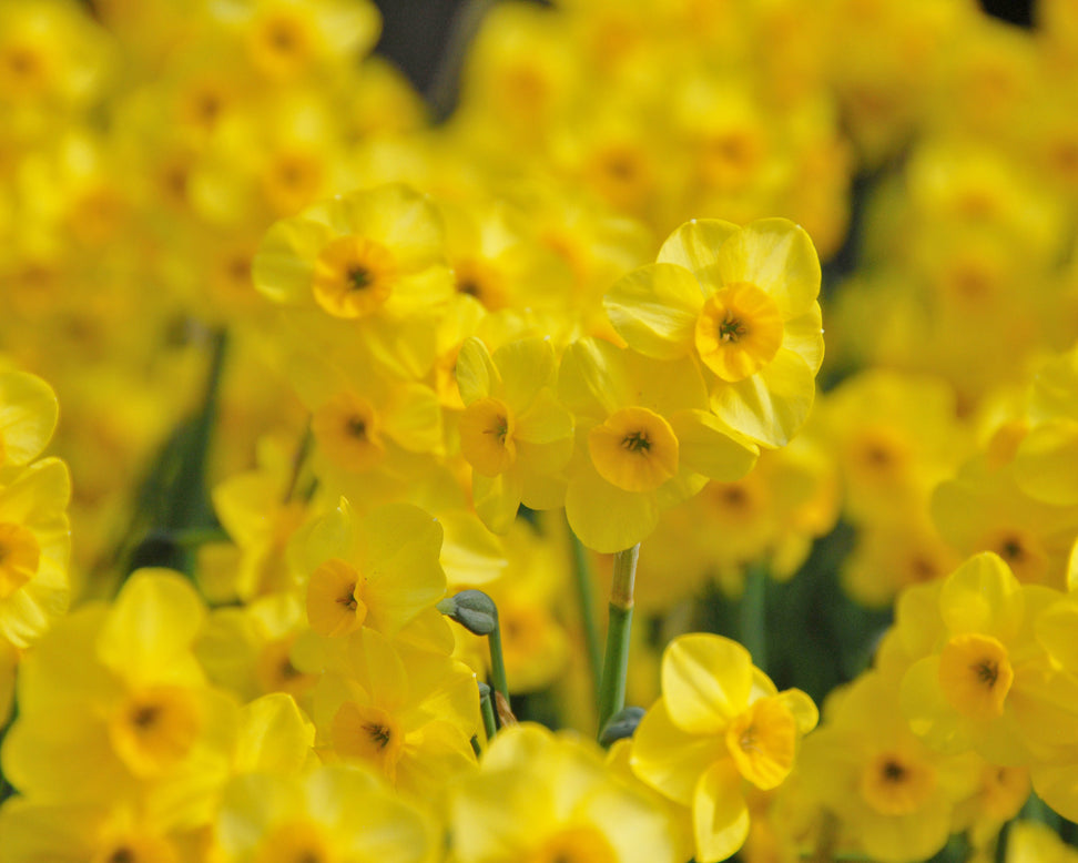 Narcissus 'Kokopelli'