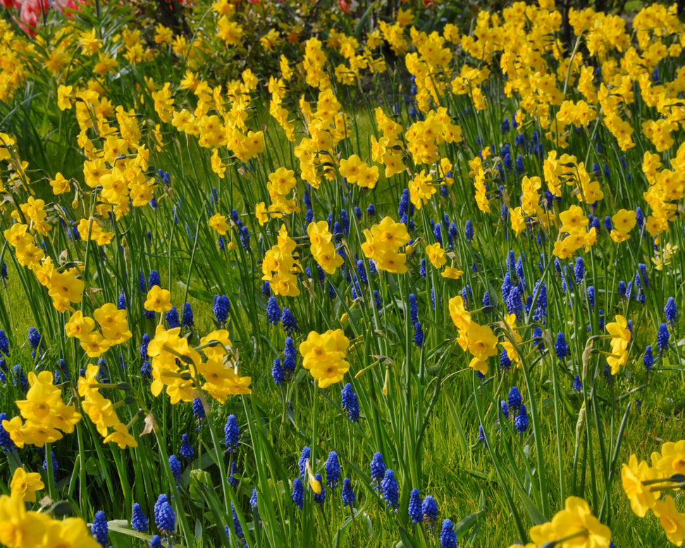 Narcissus 'Kokopelli'