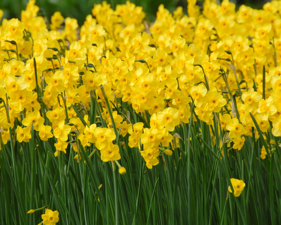 Narcissus 'Kokopelli'