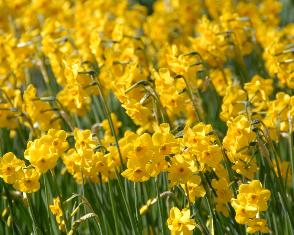 Narcissus 'Kokopelli'