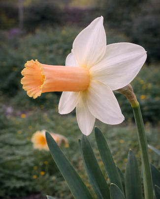 Narcissus 'Llanfair'