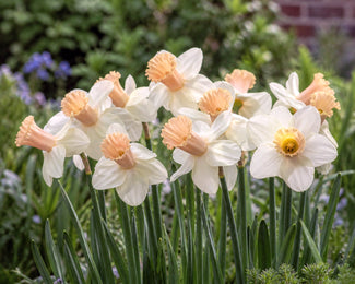 Narcissus 'Llanfair'