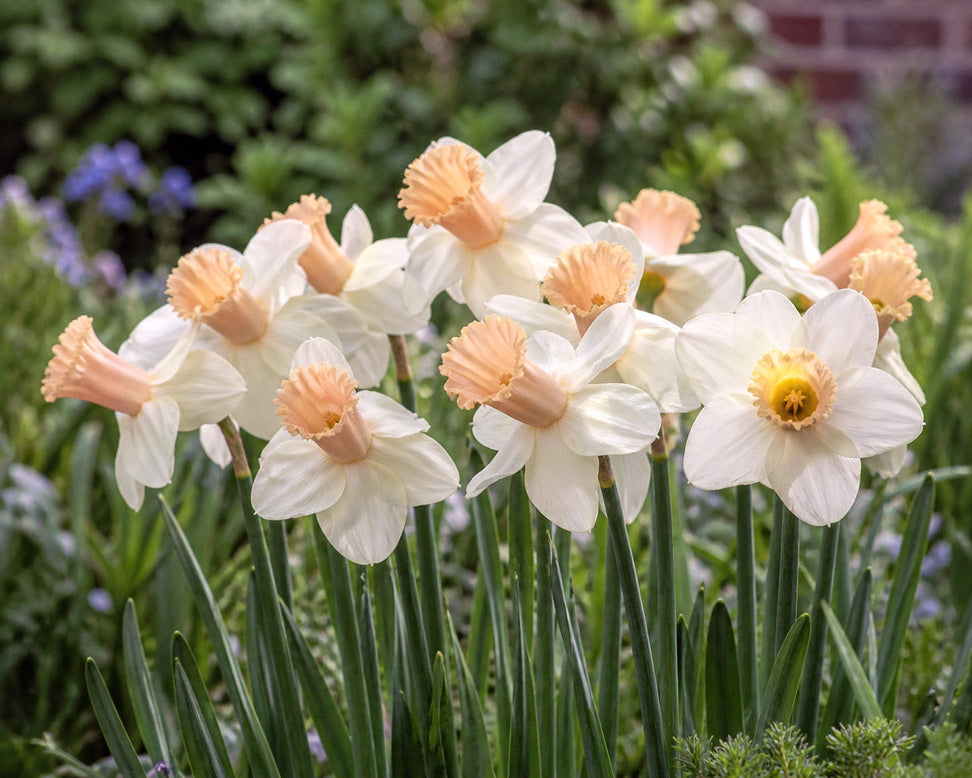 Narcissus 'Llanfair'