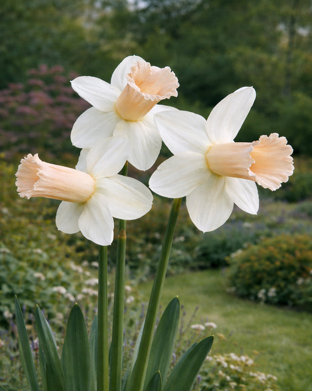 Narcissus 'Llanfair'