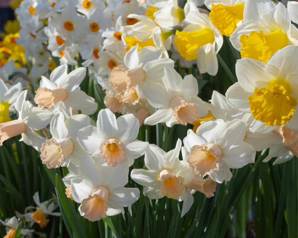Narcissus 'Llanfair'