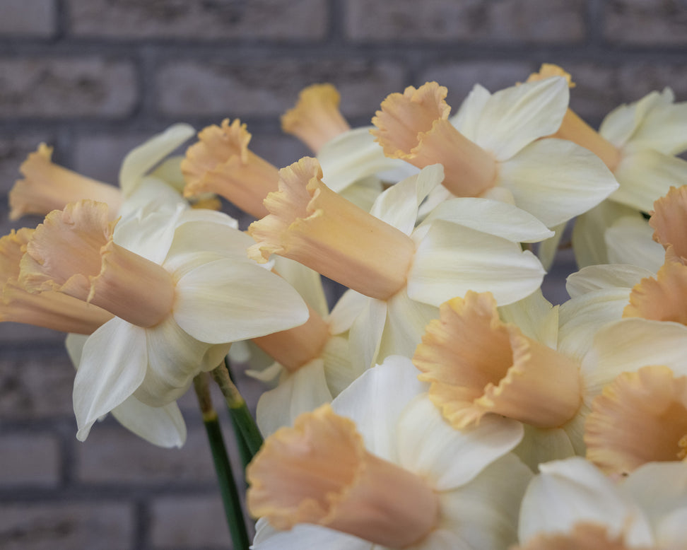 Narcissus 'Llanfair'