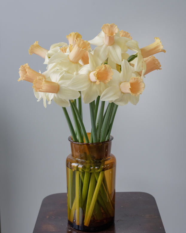 Narcissus 'Llanfair'