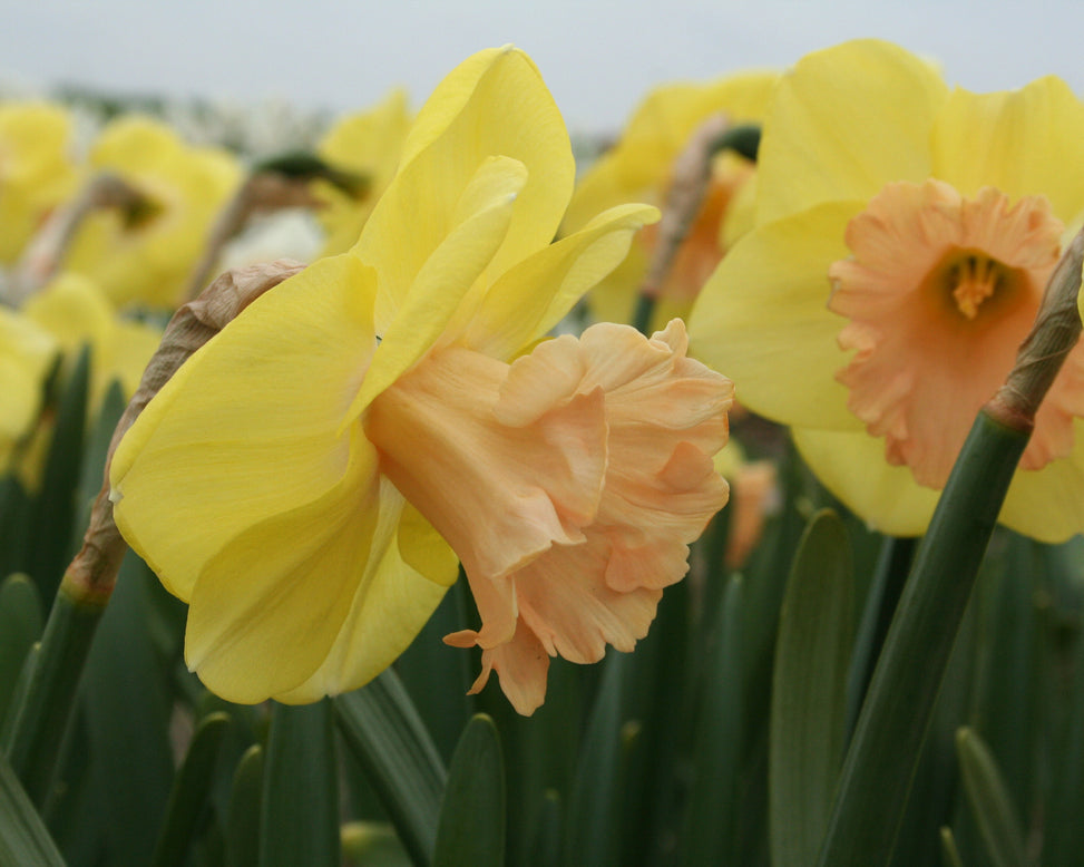 Narcissus 'Lorikeet'