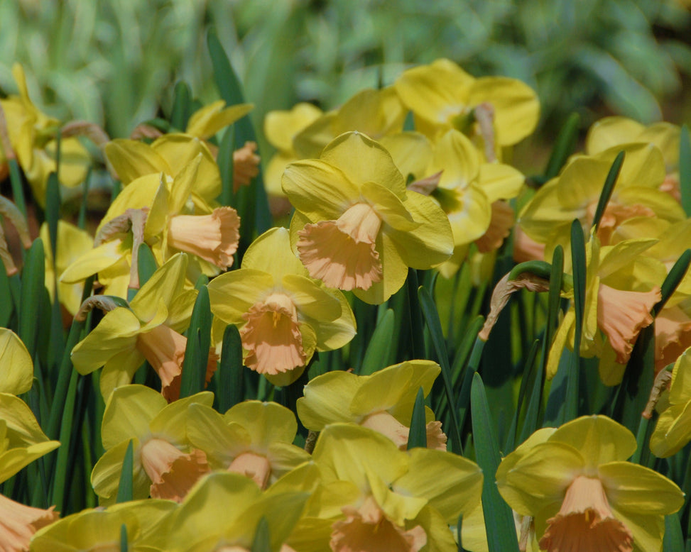 Narcissus 'Lorikeet'