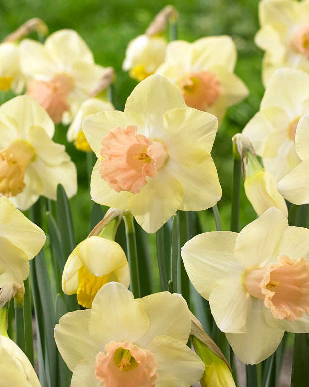 Narcissus 'Lorikeet'