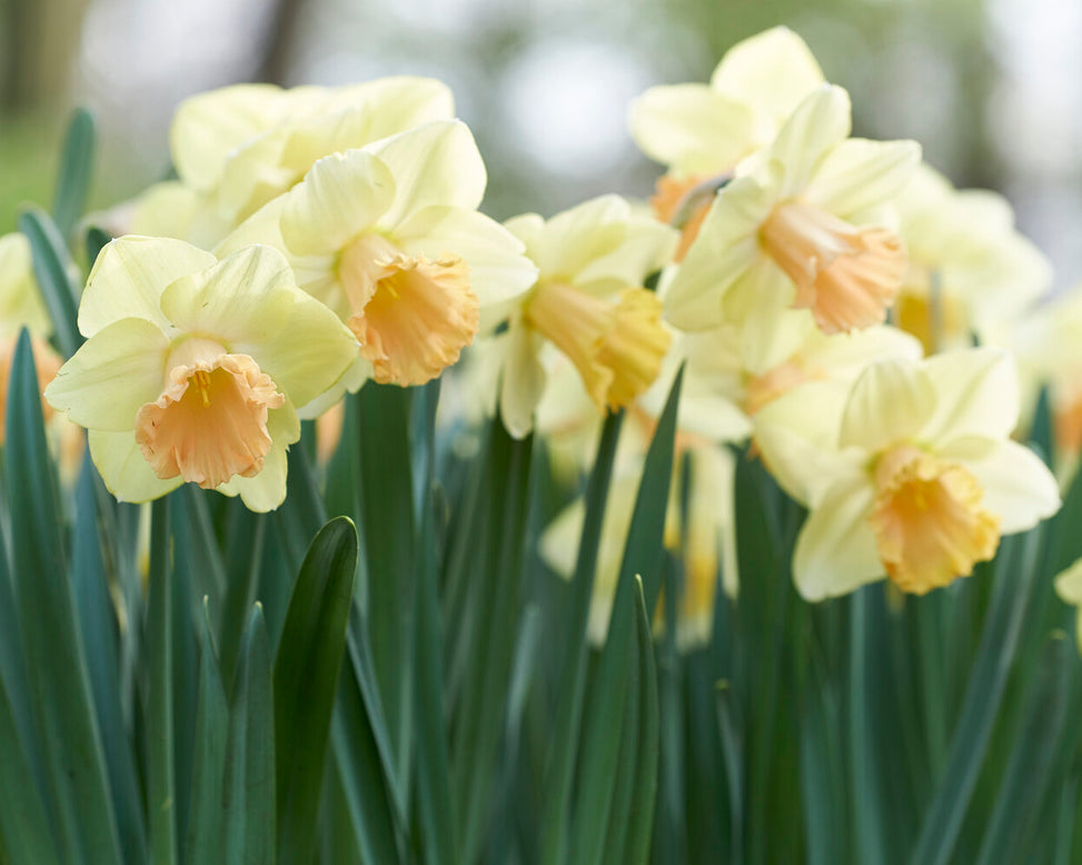 Narcissus 'Lorikeet'