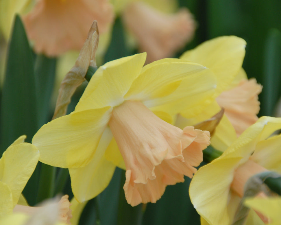 Narcissus 'Lorikeet'