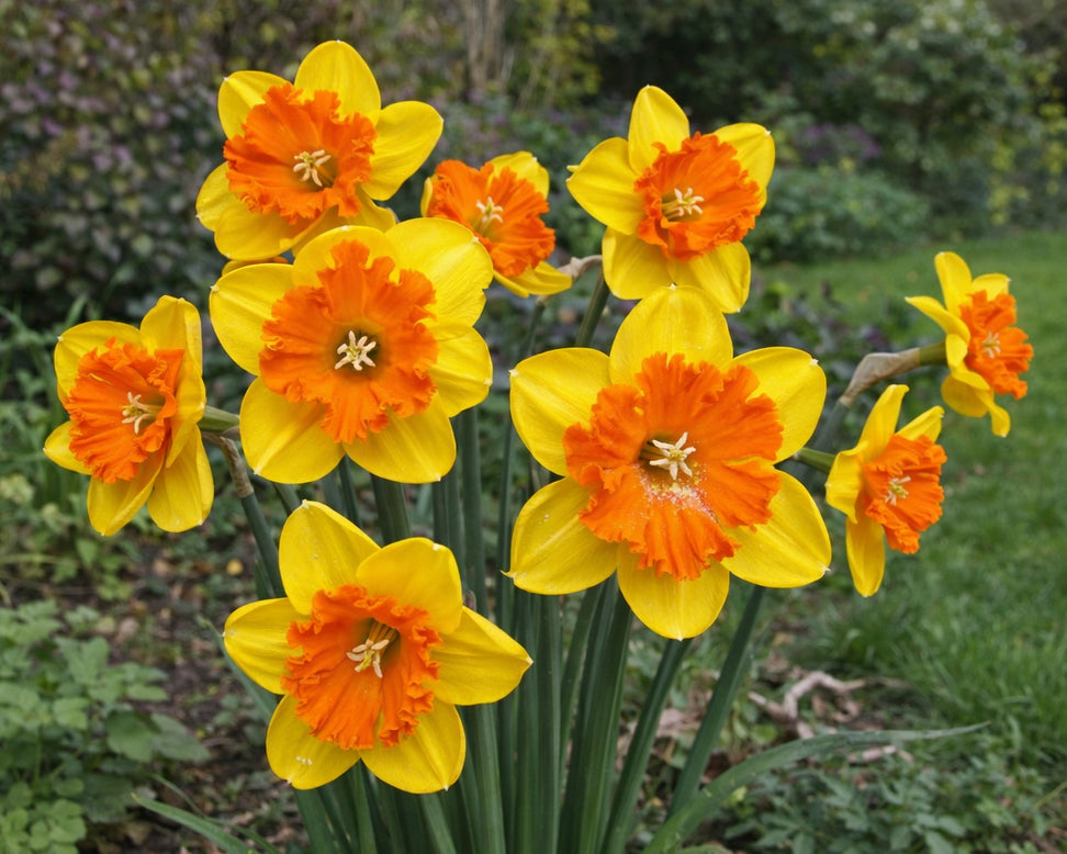 Narcissus 'Marion Pearce'
