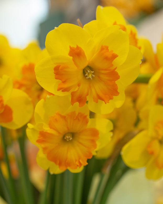 Narcissus 'Marion Pearce'