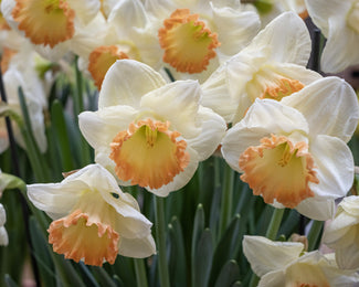 Narcissus 'Martha Stewart'