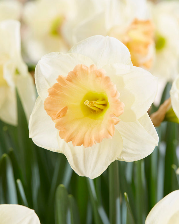 Narcissus 'Martha Stewart'